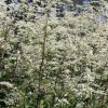 Artemisia Lactiflora Guizho